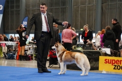Shelby CACIB Brno 25.01.2026
